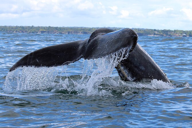 Humpback Whale Watching in Bahia Málaga, Colombia - Cancellation Policy Details