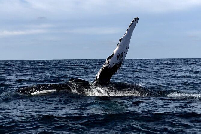 Humpback Whale Watching Private Tour - Humpback Whale Watching Private Tour: A Close Look at Majestic Marine Life