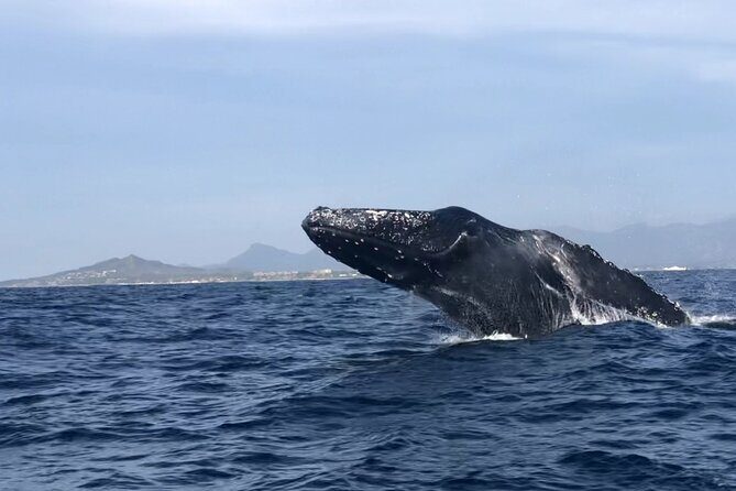 Humpback Whale Watching Private Tour - Key Points