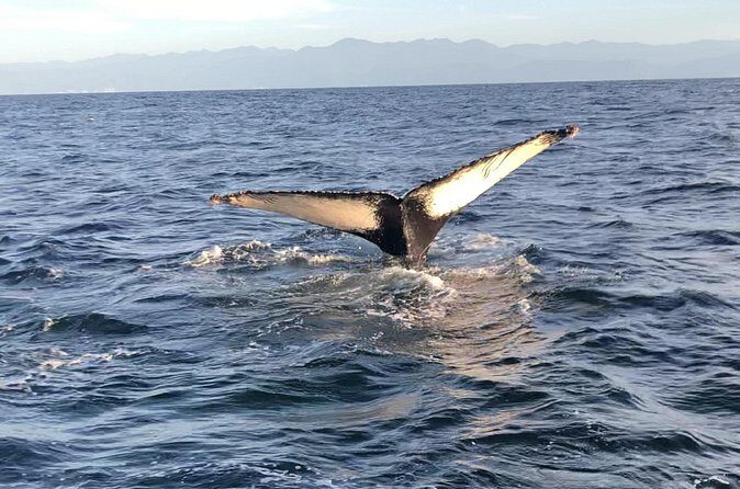 Humpback Whale Watching Private Tour - The Overall Experience: Who Should Consider This Tour?