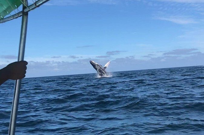 Humpback Whale Watching Private Tour - Final Thoughts