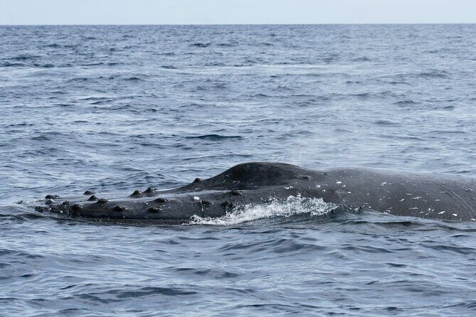 Humpback Whale Watching Private Tour Lead by Marine Biologist - Final Thoughts