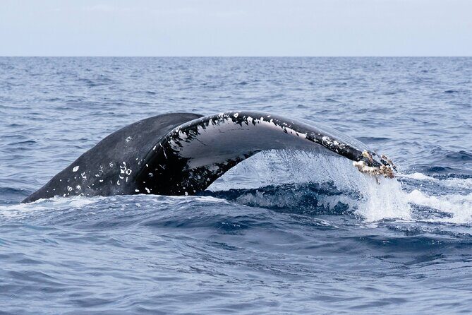 Humpback Whale Watching Private Tour Lead by Marine Biologist - FAQs