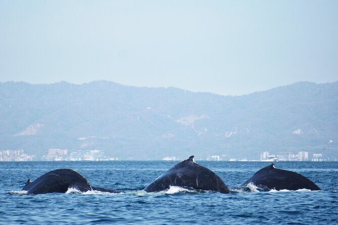Humpback whale watching south of Puerto Vallarta - Key Points