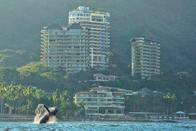 Humpback whale watching south of Puerto Vallarta - A Friendly Introduction to the Experience