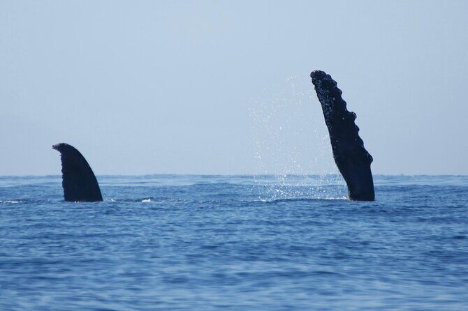 Humpback whale watching south of Puerto Vallarta - Practical Details and Tips