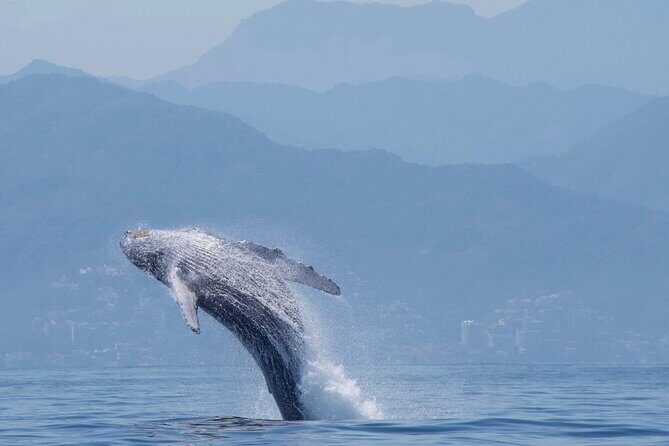 Humpback whale watching south of Puerto Vallarta - The Value of This Tour
