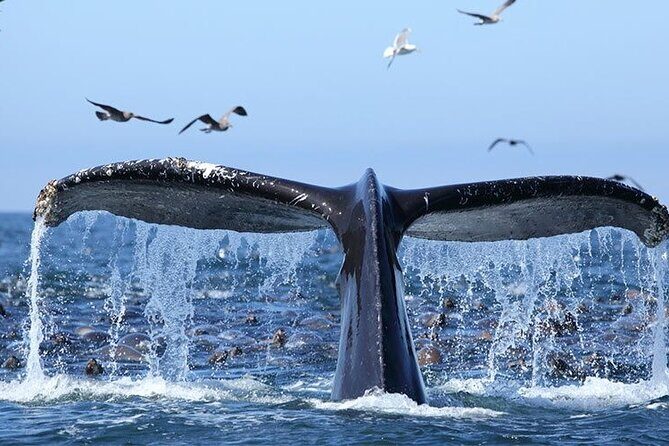 Humpback Whales Excursion in Samana - FAQs