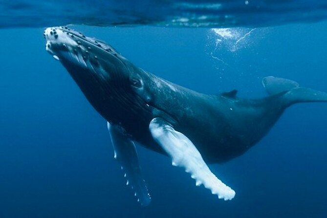 Humpback Whales Excursion in Samana - Pickup and Accessibility Details
