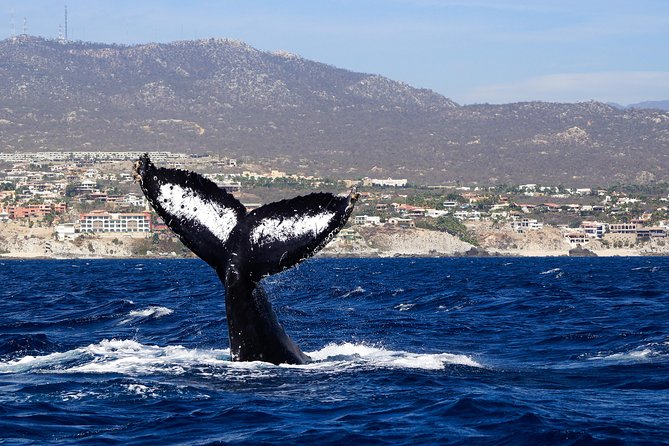 Humpback Whales in Cabo San Lucas - Marine Biologist Expertise