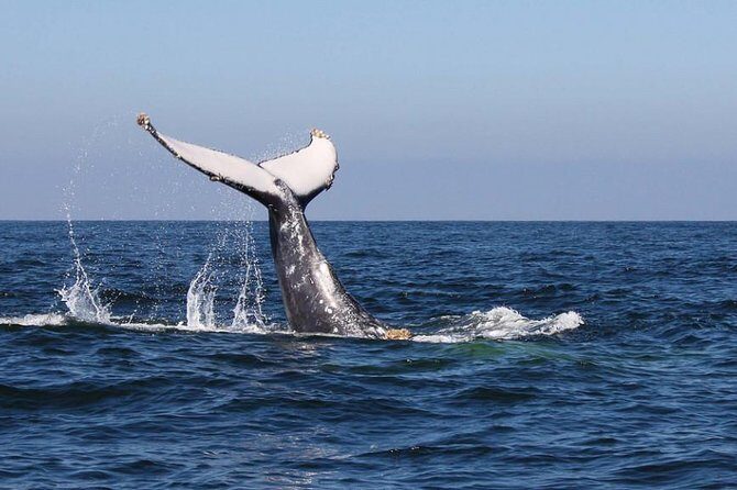 Humpback whales Watching + Samana Eco-Tour - What Makes This Tour Worth It?