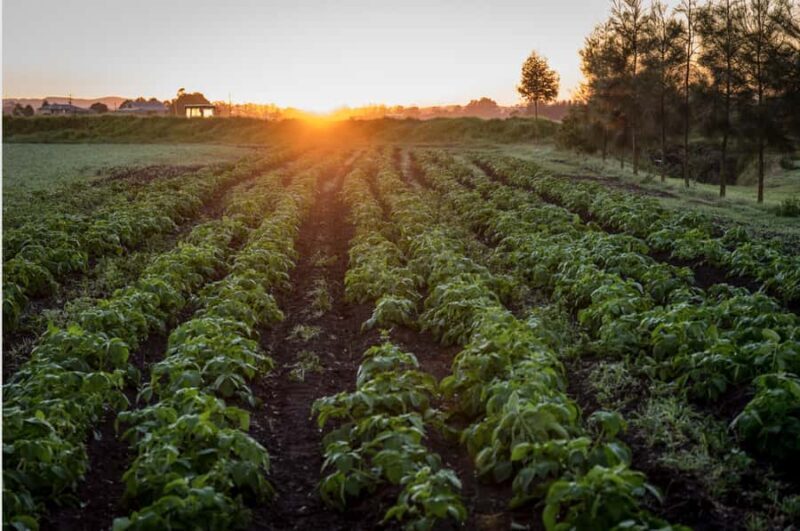 Hunter Valley: Private Day Tour from Sydney with Your Crew! - An Introduction to the Experience