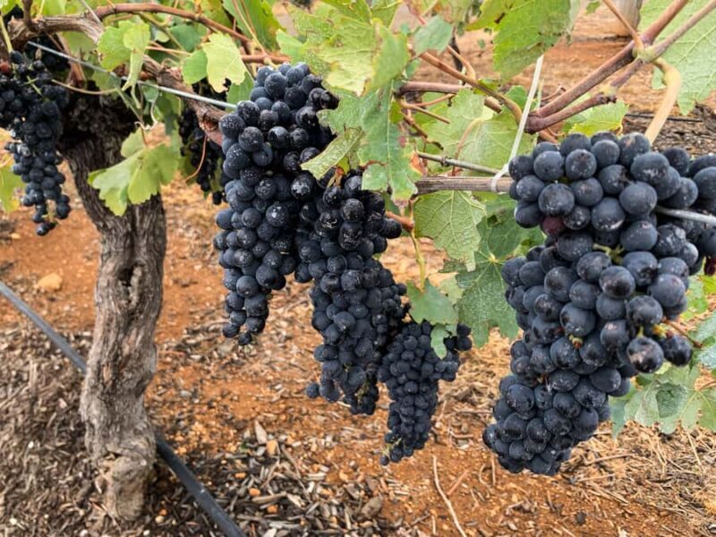 Hunter Valley: Private Day Tour from Sydney with Your Crew! - Who Will Love This Tour?