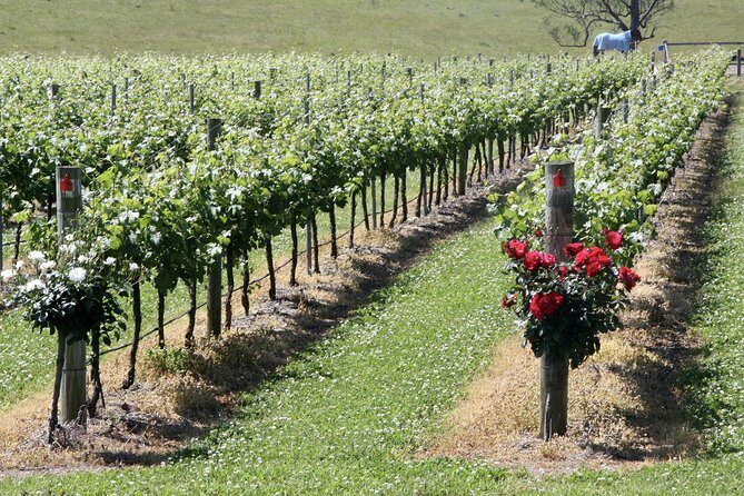 Hunter Valley Private Wine Tasting Tour from Sydney - The Value for Money