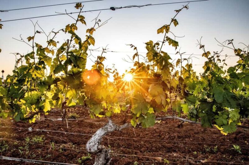 Hunter Valley: Wine Tour with 3 Tastings and Garden Lunch - Why This Tour Offers Great Value