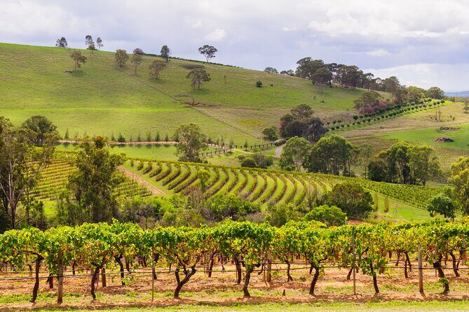 Hunter Valley Winery - Premium Tasting for Private Group Tours - Practical Details and Tips