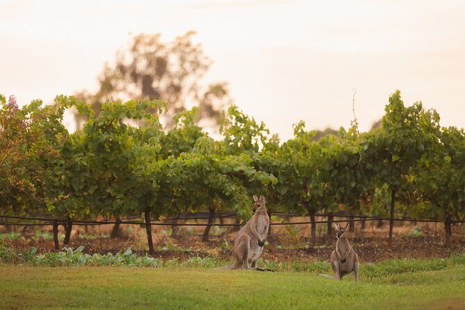 Hunter Valley Winery - Premium Tasting for Private Tours - Who Should Consider This Tour?