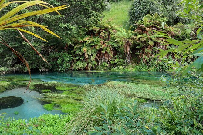 Hunua Falls and Blue Springs (Te Waihou): Private Tour - Key Points  