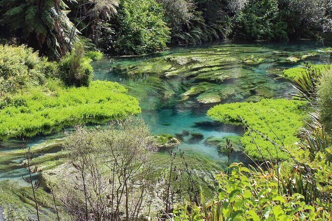Hunua Falls and Blue Springs (Te Waihou): Private Tour - Introduction: Why Consider This Private Tour?
