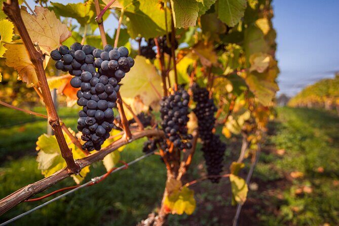 Huon Valley private wine and farm gate trail. - Key Points