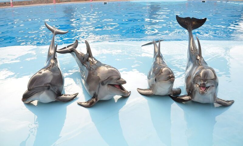 Hurghada: 1-Hour Show at Dolphin World With Optional Pickup - Customer Reviews