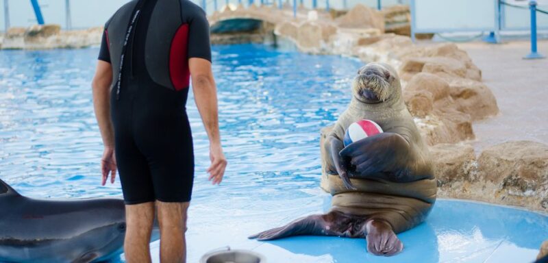 Hurghada: 1-Hour Show at Dolphin World With Optional Pickup - Good To Know