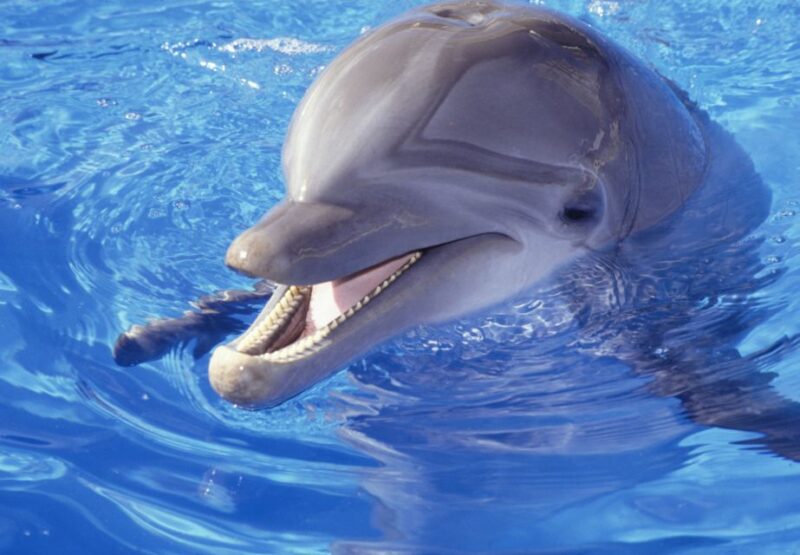 Hurghada: 1-Hour Show at Dolphin World With Optional Pickup - Transportation Options