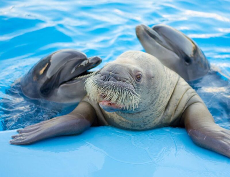 Hurghada: 1-Hour Show at Dolphin World With Optional Pickup - What to Bring