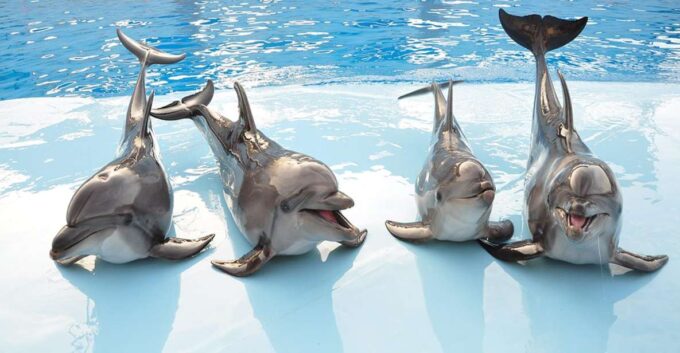 Hurghada: 1-Hour Show at Dolphin World With Optional Pickup - Additional Experiences