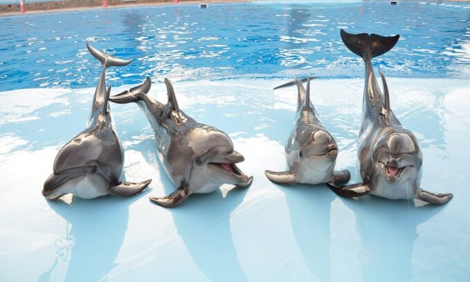 Hurghada: 1-Hour Show at Dolphin World With Optional Pickup - Important Tips