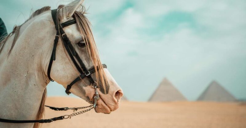 Hurghada: Cairo Day Trip With Horse Ride Along Giza Pyramids - What to Expect on the Tour