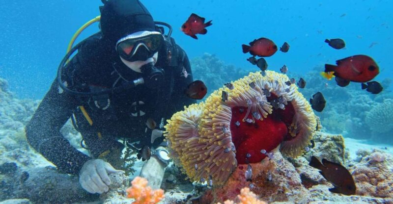 Hurghada: Diving and Snorkeling Tour With Transfers - Good To Know
