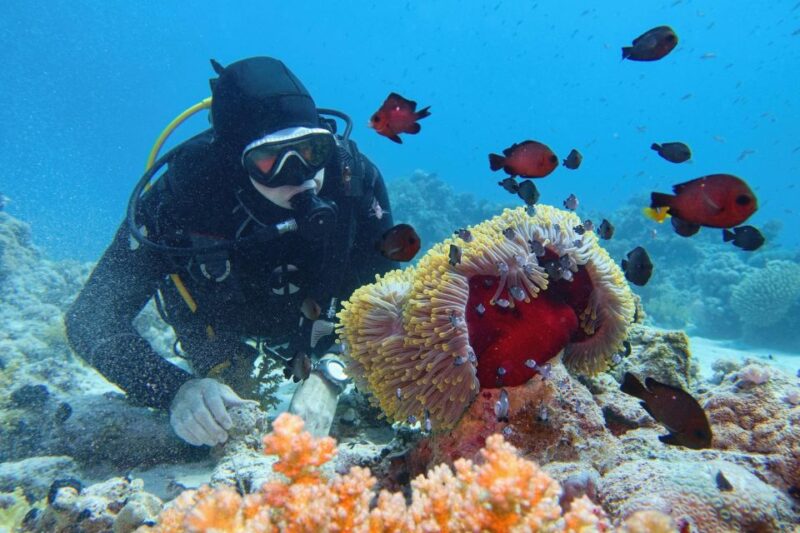 Hurghada: Diving and Snorkeling Tour With Transfers - Experience and Activities