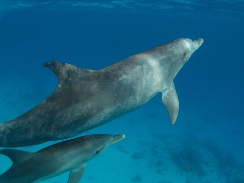 Hurghada: Dolphin House Discovery Cruise, Snorkeling & Lunch - Inclusions and Amenities