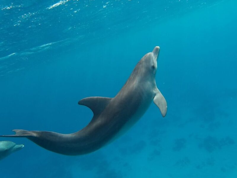 Hurghada: Dolphin House Discovery Cruise, Snorkeling & Lunch - Customer Reviews