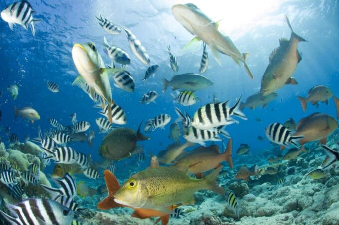Hurghada: Empire Submarine Boat Trip With Snorkel and Drinks - Safety Measures