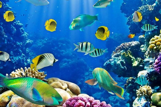 Hurghada: Full-Day Diving Tour With Lunch & Two Dive Sites - Booking Information