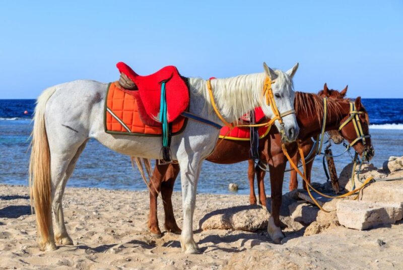 Hurghada: Horse Ride Along the Sea & Desert With Transfers - Safety and Equipment Provided