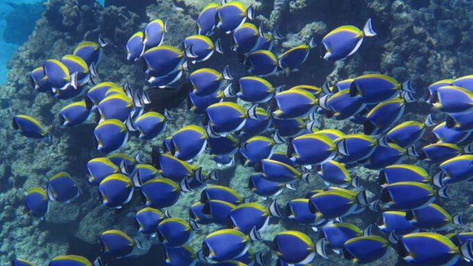 Hurghada: Magawish Island & Parasailing Tour W Buffet Lunch - Booking Details
