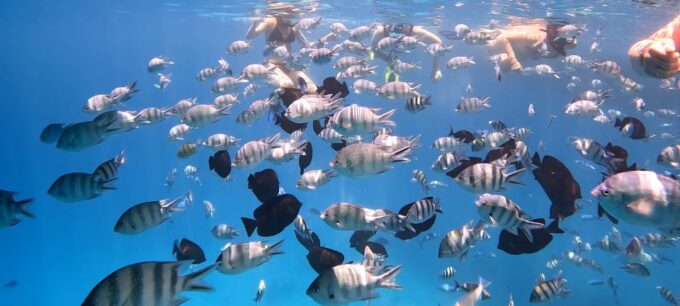 Hurghada: Nemo Island Speedboat Tour With Snorkeling & Lunch - Tips for a Great Tour