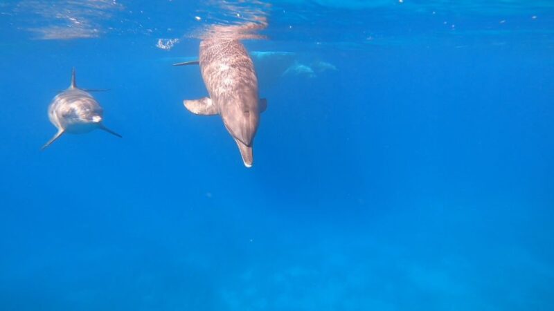 Hurghada: Orange Bay Speedboat Snorkeling Cruise With Lunch - Inclusions and Amenities