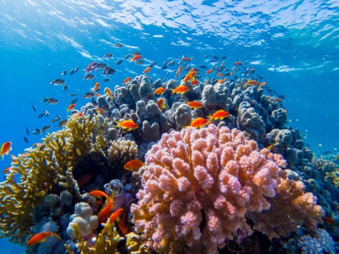 Hurghada: Orange Bay Yacht Cruise With Private Transfers - The Sum Up