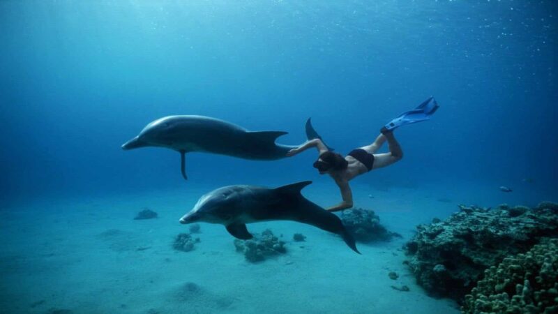 Hurghada: Orange Island, Grand Safari, Dolphin House Package - Dolphin House Adventure