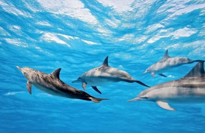 Hurghada: Orange Island, Grand Safari, Dolphin House Package - The Sum Up