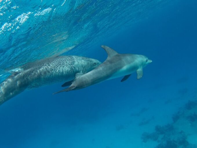 Hurghada: Royal Luxury VIP Cruise to Orange Bay With Lunch - Nearby Attractions and Activities