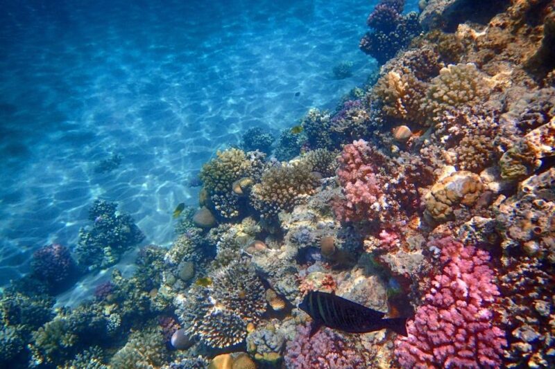 Hurghada: Sindbad Submarine Tour With Hotel Transfers - Good To Know