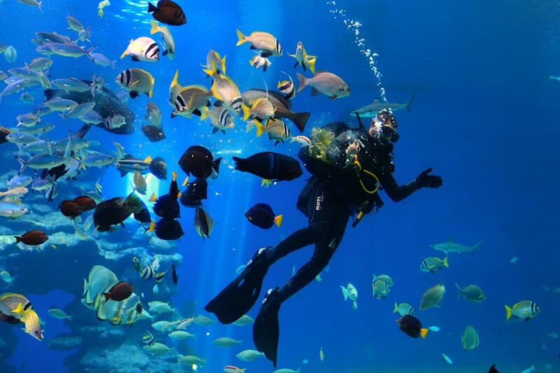 Hurghada: Sindbad Submarine Tour With Hotel Transfers - Submarine Experience