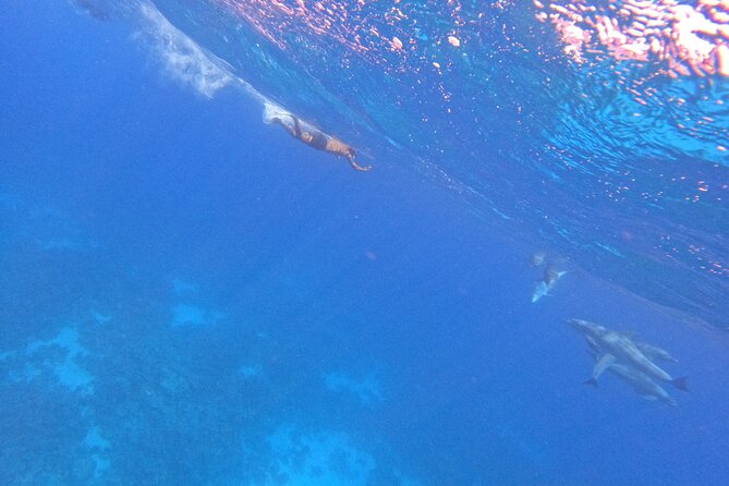 Hurghada Speedboat Dolphin Watching and Snorkeling - Customer Reviews and Ratings