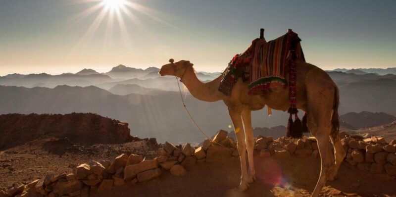 Hurghada: VIP Quad, Sea, Camel, Safari, Stargazing & Dinner - Itinerary and Activities