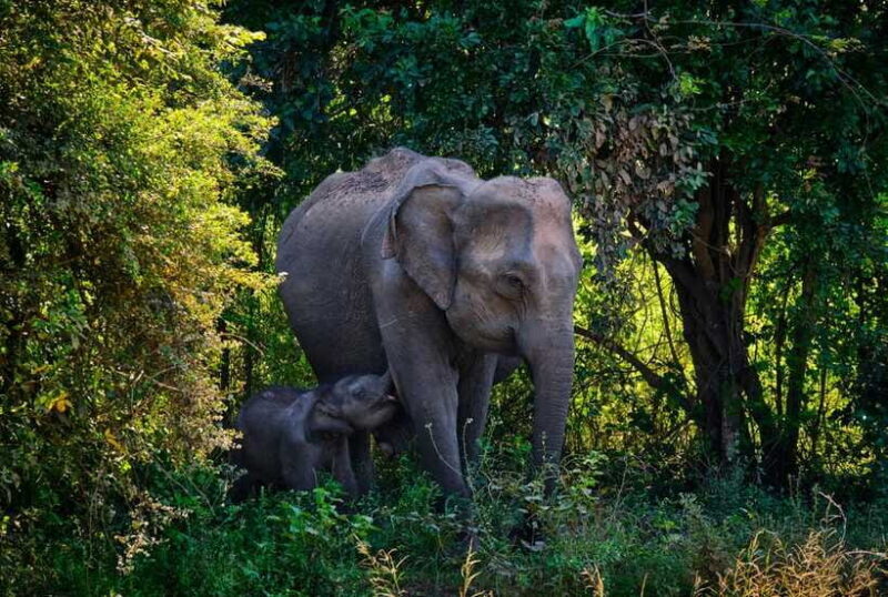 Hurlu eco park safari with jeep & Entrance ticket - The Sum Up: A Genuine, Heartfelt Safari